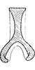 Connective on Elymana pallidipennis (Lindberg, 1929): Connective. (Observation).