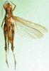 CollectionObject 1501342; 0f6a92ab-b56e-4542-af56-67e2f6735ef7, MfN 5546: female, dorsal view (syntype of Gymnobothrus flavolineata). (CollectionObject).