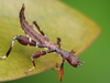 Walaphyllium monteithi (Brock & Hasenpusch, 2003): Copyright Jack Hasenpusch. Newly-hatched nymph. (Otu).