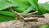 CollectionObject 2275787; 61386727-09ba-49d1-9ac0-df369981fcf5, Unioeste Cascavel K-1300: Female, in vivo, lateral view. (CollectionObject).