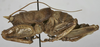 CollectionObject 1539585; c7d04dad-6ed2-4b34-b64c-a98c4bd4c618: male nymph, lateral view (syntype). (CollectionObject).