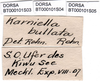 CollectionObject 1502478; 532e8bd0-eb58-4203-870a-03b211844515: labels (paratype). (CollectionObject).