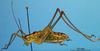 CollectionObject 1536542; f4cc5f53-45db-4dee-b718-606926a51ef8: male, lateral view (paratype). (CollectionObject).