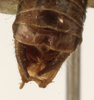 CollectionObject 1530613; 97680aca-b438-4491-86a4-4c961f30e976: male abdomen tip, dorsal view (syntype). (CollectionObject).