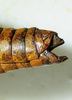 CollectionObject 1498821; 945e7839-4ca2-46a0-bed0-425ee2ce489b: 2012. female, abdomen tip, lateral view. (CollectionObject).