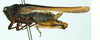CollectionObject 1587014; 5f5a544e-d865-428b-bd40-d3d57e408cfc, NHMUK010924808: female, lateral view (syntype of Tettix convexus). (CollectionObject).