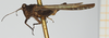 CollectionObject 1580135; c568fedd-d041-4012-81a9-e144a6b64a8e, NHMUK010924544: male (syntype), lateral view. (CollectionObject).