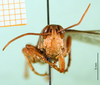 CollectionObject 1501230; 7dbc67e1-283c-4b7c-9693-daded2e462cc: male, frontal view (holotype). (CollectionObject).
