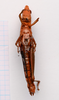 CollectionObject 2057250; 5288eaca-fc9e-4b4f-9fab-135c9363c5fd, CNMS 5353: female, ventral view (paratype). (CollectionObject).