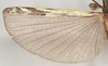 CollectionObject 1559093; f36c70cd-acc5-4588-b48e-fae8019a3fd9: copyright Natural History Museum, London. male hindwing (syntype). (CollectionObject).
