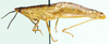 Afrosphena gracilis Kevan, 1956: female, lateral view. (Otu).
