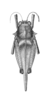 Bara turgida Rehn, 1930: Plate 20, Fig. 3 (after type). female, dorsal view. (Otu).