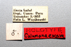 Other on Polana (Culumana) excava (DeLong & Freytag, 1972): Male holotype [NCSU]: labels. (Observation).