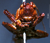 CollectionObject 1503289; MBBJ 3224866, 904661fb-ef61-4051-97ca-5f5148c9b2a2: female, frontal view. (CollectionObject).