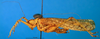 CollectionObject 1501715; 5bc1caee-ffd2-4306-9285-45c027a4fdee: female, lateral view. (CollectionObject).