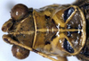 CollectionObject 1532090; c4e8c4e4-1d45-4a6c-9dbb-43662e57cb4a: male head and pronotum, dorsal view (holotype). (CollectionObject).