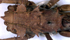CollectionObject 1516735; f9f15ace-bd81-4352-953b-55f66451536b: male head and pronotum, dorsal view (syntype). (CollectionObject).