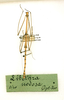 CollectionObject 1559384; f3fc138f-2721-4e7d-bfe0-d25e72ab6fae: copyright MRSN, Torino. male Anisomorpha (holotype). (CollectionObject).