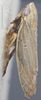 Habitus, lateral view on Arocephalus (Arocephalus) longiceps (Kirschbaum, 1868): Lateral. (Observation).