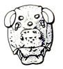 Physemacris variolosa (Linnaeus, 1758): Fig. 22.3. male face. (Otu).