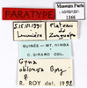 CollectionObject 1587338; MNHN(SF IMPORT DUPLICATE) MNHN-EP-EP1366, 71514729-f753-4eb3-9785-8b5fccd8058f: CC BY-NC-ND 4.0/MNHN - Depraetere Marion - 2014. Paratype, female, of lineata Grandcolas, 1994. Specimen number: MNHN-EP-EP1366. http://coldb.mnhn.fr/catalognumber/mnhn/ep/ep1366. (CollectionObject).
