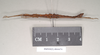 CollectionObject 1560117; NHMUK(SF IMPORT DUPLICATE) 844674, bc189b9a-eccd-4440-88e2-550641654006: copyright Natural History Museum, London. male, lateral view (holotype). (CollectionObject).