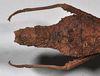 CollectionObject 1558294; NHMUK(SF IMPORT DUPLICATE) 845352, c0abbad1-e9b3-4d34-a809-5486ccb41942: copyright Natural..m, London. female: end of abdomen, dorsal view (holotype). (CollectionObject).