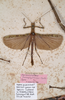 CollectionObject 1557223; 0fa1f673-04cc-4afd-960d-c156ff6346d7: copyright MVMA, Melbourne. male of synonym Perlamorphus hieroglyphicus (syntype) -- DOUBTFUL syntype which should lack antenna[e]. (CollectionObject).