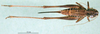 CollectionObject 1502676; 950b9be7-1fb7-43c1-ab2c-c6c28c3f40d1, DORSA BTmonarmS02: female, dorsal view (syntype). (CollectionObject).