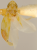 Habitus, dorsal view: Habitus (holotype of E. rubida Knull, OSU collection). (Observation).
