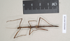 CollectionObject 1559006; NHMUK(SF IMPORT DUPLICATE) 845238, cb4f115d-0146-42f4-a5ad-e2e1320941bd: copyright Natural History Museum, London. male (syntype). (CollectionObject).