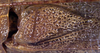 CollectionObject 1517133; 2ed500b1-3f49-405f-8831-fc1c13ba5f25: male stridulatory area (holotype). (CollectionObject).