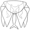 Subgenital plate: !! display not done !! on Scaphytopius elegans (Van Duzee, 1890): genital capsule, ventrally. (Observation).