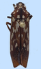 Habitus, dorsal view: !! display not done !! on Proconia Le Peletier & Audinet-Serville, 1828: sp.: female: Proconia sp. nov., Ecuador, USNM. (Observation).