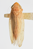 Habitus, dorsal view: !! display not done !! on Arundanus flavotinctus (DeLong, 1916): (Observation).