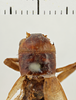 Gryllus (Gryllus) capitatus Saussure, 1874: Head and pronotum, dorsal view. Syntype. Male. Chile. a74008e6-dae5-40a0-88c2-d7b3016acd8f. (Otu).