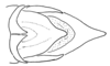 Aleuas uruguayensis Carbonell, 2008: Fig. 25D. male abdomen tip, dorsal view. (Otu).