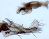 Subgenital plate, ventral view on Empoasca (Empoasca) originalis González, 1955: (Observation).