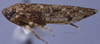 Habitus, lateral view: (Observation).