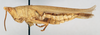 CollectionObject 1540721; b0d6da32-61f3-4947-8a15-ffcc77d541d8: female, lateral view (holotype of Tanita ferrierei). (CollectionObject).