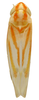 Habitus, dorsal view on Erythridula zephyr (Ross & DeLong, 1953): Habitus (paratype, INHS collection). (Observation).