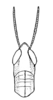Oxybleptella sagitta Giglio-Tos, 1894: Fig. 23. female, dorsal outline of head and pronotum (Oxybleptella pulchella). (Otu).