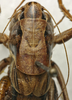CollectionObject 1535144; a7879ff4-89a9-43b6-bb21-aedf7517837c: female pronotum, dorsal view (syntype). (CollectionObject).