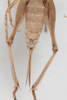 CollectionObject 1475709; bced1609-a909-4c85-a40e-1e5e2a1ef9df: Female, terminalia, dorsal view (syntype). (CollectionObject).