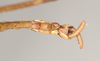 CollectionObject 1558355; NHMUK(SF IMPORT DUPLICATE) 844530, 3d56d04a-b0f9-4ef5-849f-9caed3e2a418: copyright Natural History Museum, London. male of synonym Diapheromera sayi: end of abdomen, ventral view (syntype),. (CollectionObject).