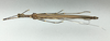 CollectionObject 1596225; 94afe236-b9d0-4d2d-a533-70d239633ac9: copyright NHMUK London. female, dorsal view (paratype). (CollectionObject).
