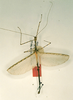 CollectionObject 1560023; 3245ba08-14ac-4415-9b3b-d0b55aa9fea7: copyright RMNH, Leiden. male (syntype). (CollectionObject).