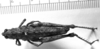 CollectionObject 1566326; e0dcfb35-7571-47d9-8dd6-11d76cb1e989: female, dorsal view (syntype). (CollectionObject).