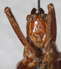 CollectionObject 1531822; NMW 21116, 86c7efad-0b94-449f-a4cc-89be987e1d0b: female,, frontal view (holotype). (CollectionObject).