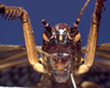 CollectionObject 1516637; 453f5264-a621-4042-9fca-a9eb3f9aad92: female, frontal view (holotype of Gryllacris armata). (CollectionObject).